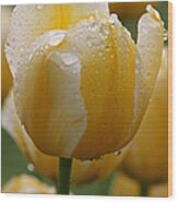 Yellow Tulips Wood Print