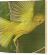 Yellow Warbler Male Taking Flight Wood Print