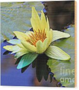 Yellow Water Lily Wood Print