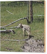 Yellowstone Coyote Wood Print