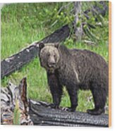 Yellowstone Grizzlies 2 Wood Print