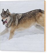 Yellowstone Wolf Big Brown Wood Print