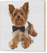 Yorkshire Terrier Dog With Black Tie Wood Print