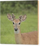 Young Buck With Velvety Antlers Wood Print