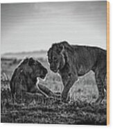 Young Male African Lions Greeting Wood Print