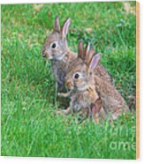 Young Rabbits Wood Print