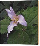 Youthful Trillium Wood Print