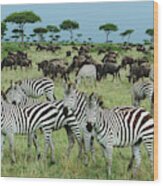 Zebras And Wildebeest Grazing Wood Print