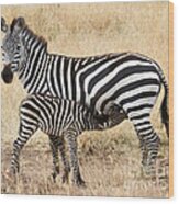Zebra Family Wood Print