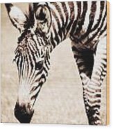 Zebra Foal Sepia Tones Wood Print