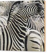 Zebra Gathering Wood Print