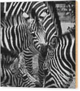 Zebra In A Crowd Wood Print