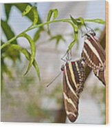 Zebra Longwing Butterflies Mating Wood Print