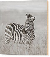 Zebra Masai Mara Kenya Wood Print