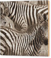 Zebra Stripes Galore Wood Print