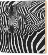 Zebra Surrounded With Black And White Wood Print