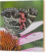 Butterfly Feeding #1 Wood Print