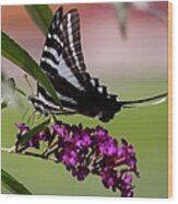 Zebra Swallowtail Butterfly Wood Print