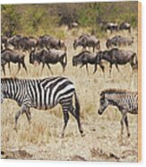Zebras And Wildebeest In The Grass In Wood Print