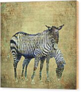 Zebras Grazing Wood Print