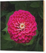 Zinnia In Bloom Wood Print