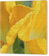 Zucchini Flowers In May Wood Print