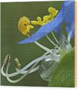 Close View Of Slender Dayflower Flower With Dew Wood Print