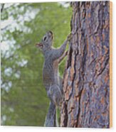 Arizona Grey Squirrel #1 Wood Print