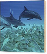 Atlantic Spotted Dolphin Stenella #1 Wood Print