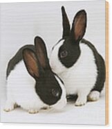Baby Black-and-white Dutch Rabbits #1 Wood Print