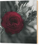 Red Rose Beauty Wood Print