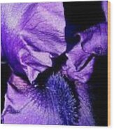 Bearded Iris #1 Wood Print