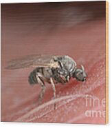 Black Fly #1 Wood Print