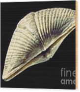 Brachiopod Fossil #1 Wood Print