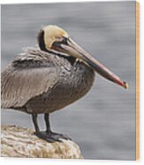 Brown Pelican In Breeding Plumage La #1 Wood Print