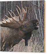 Bull Moose Flehmen #1 Wood Print
