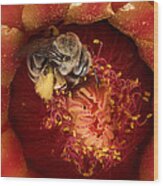 Cactus Bee Diadasia Sp Feeding #1 Wood Print