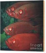 Cardinalfishes #1 Wood Print