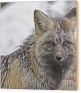 Cascade Red Fox #1 Wood Print