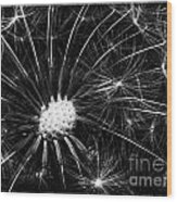 Dandelion Ii #1 Wood Print