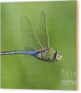 Dragonfly #1 Wood Print