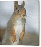 Eurasian Red Squirrel Sciurus Vulgaris #1 Wood Print