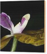 Exotic Orchid Flower #1 Wood Print