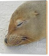 Galapagos Sea Lion Sleeping On Beach #1 Wood Print