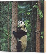 Giant Panda Ailuropoda Melanoleuca #1 Wood Print