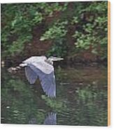 Great Blue Heron Flying Low #1 Wood Print