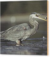 Great Blue Heron With Captured Fish #1 Wood Print