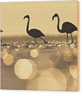 Greater Flamingo Phoenicopterus Ruber #1 Wood Print