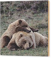 Grizzly Bear Ursus Arctos Horribilis #1 Wood Print