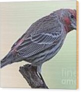 House Finch #1 Wood Print